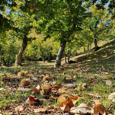 In azienda agricola