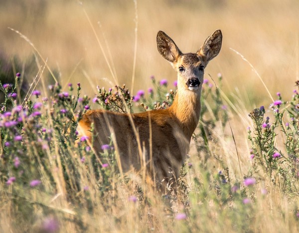 La fauna dei Monti Rognosi