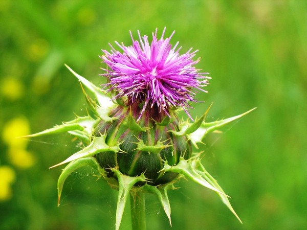 La vegetazione dei Monti Rognosi