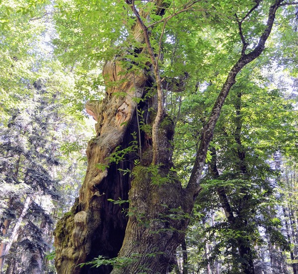 Parco Nazionale delle Foreste Casentinesi