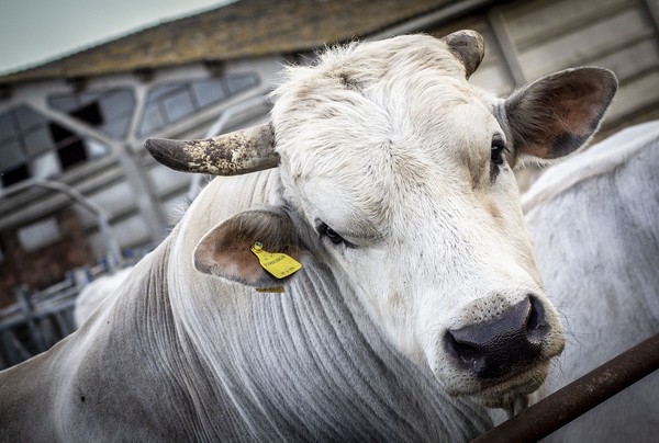 Chianina IGP