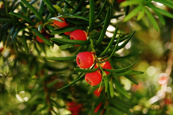Nuclei di Taxus Baccata